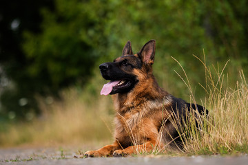 german shepherd dog on the grass