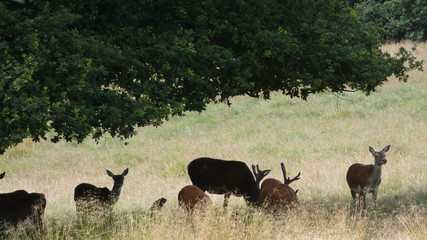 Red deer families taking shelter in the shadows and enjoying a beautiful summer day in England