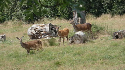 Naklejka na ściany i meble Red deer families near ancient trees enjoying a beautiful summer day in England