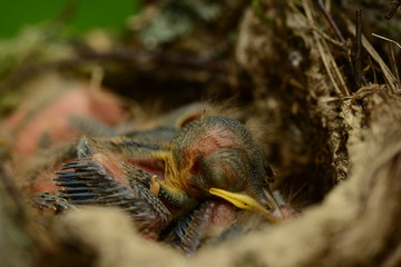Naklejka na ściany i meble Nestling with yellow beak sleeping in a nest with a mosquito on his head
