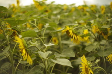 sunflowers in the field