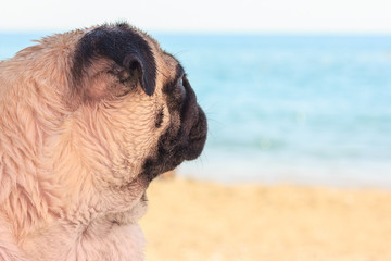 Sad pug dog sits on the beach and looks at the sea. Pug relaxing and chilling out