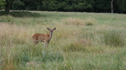 Red deer young fawn learning to walk and enjoying a beautiful summer day in England