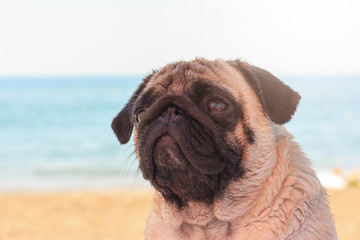 Sad pug dog sits on the beach and looks at the sea. Pug relaxing and chilling out