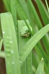 アマガエル