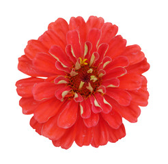 Red zinnia on isolated background. Summer flower.