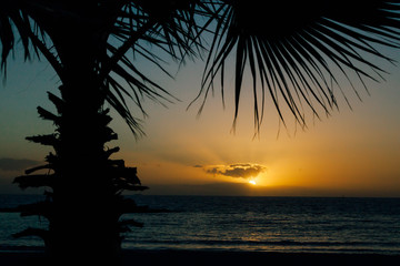 Fototapeta na wymiar Romantic sunset with palm trees on the north of Tenerife in the Canary Islands