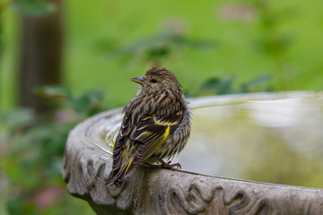 Pine Siskin perched on birdbath with colorful background
