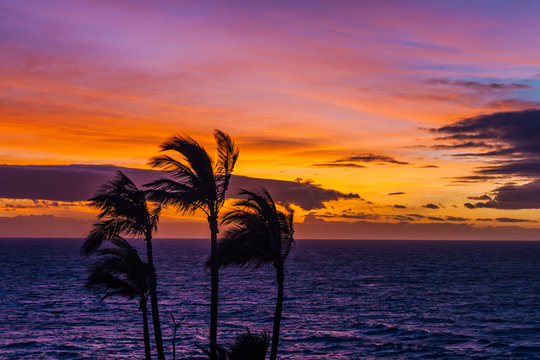 Romantic sunset with palm trees on the north of Tenerife in the Canary Islands © Andrei