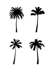 Vector Coconut palm tree silhouette icon on white.