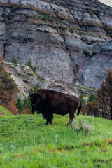 Bison in the Rugged Landscapes of Theodore Roosevelt National Park 