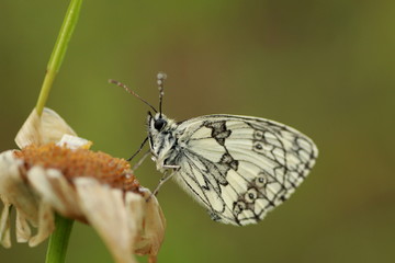 Papillon demi deuil