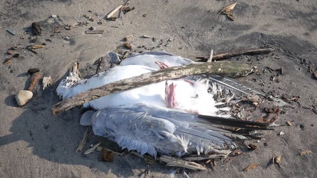 Camera pans to dead bird carcass on the beach - pollution concept