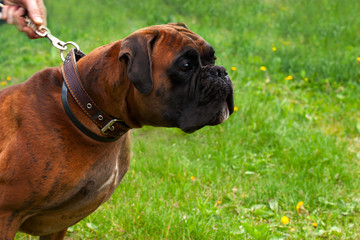 Adult fighting dog breed boxer in a collar on a leash on the background of green grass
