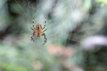 European garden spider weaves a net for hunting