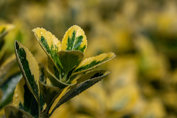 green yellow flowers foreground net background flu