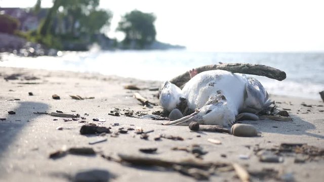 Dead bird carcass on the beach - pollution concept