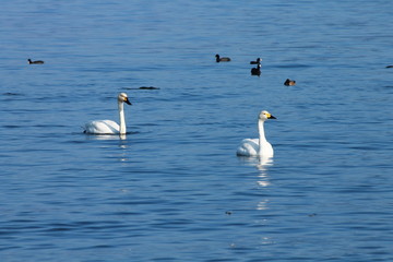 琵琶湖を泳ぐコハクチョウ