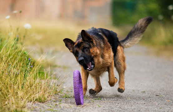 Dog Running After A Toy