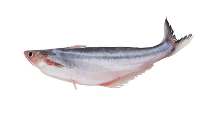 Pangasius macronema fish isolated on white