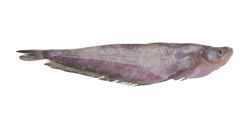 Pabdah catfish isolated on white background