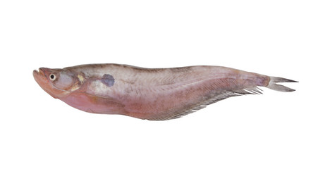 Pabdah catfish isolated on white