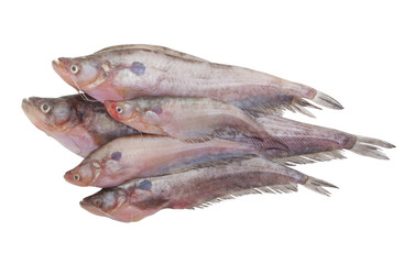 Pabdah fish isolated on white background