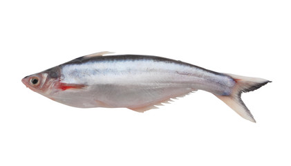 Pangasius macronema fish isolated on white background