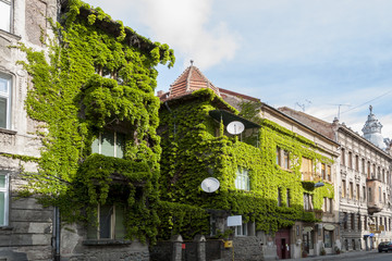 Fototapeta na wymiar House covered with common ivy (hedera helix)