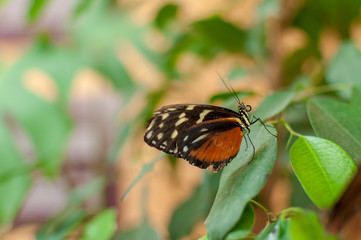 Close-up of a butterfly sitting on a leaf