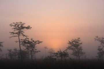 Foggy sunrise over the Dwarf Cypress Forest in Everglades National Park, Florida.