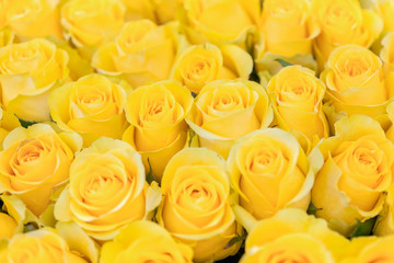 Fresh yellow roses background. A huge bouquet of flowers. The best gift for women