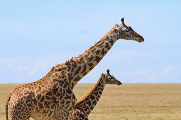 Obraz premium Masai Maasai Giraffe Giraffa camelopardalis tippelskirchii mother small baby calf close up copy space Masai Mara National Reserve Kenya East Africa Kilimanjaro giraffe blue sky landscape