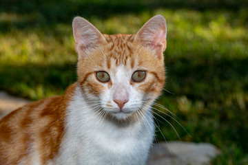 pet yellow cat and eye