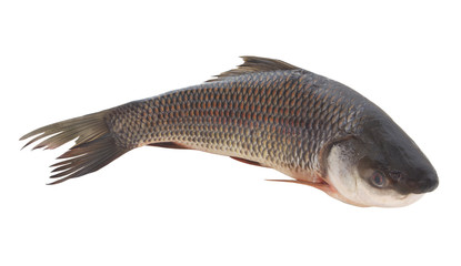 Grass carp fish isolated on white background
