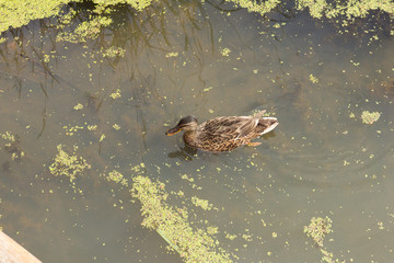 River in the forest. The pond in the village. Nature. Russia. Duck.
