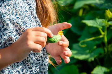 Little cute girl with a long braid, eating a cucumber plucked from the garden