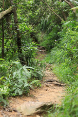 Trail hiding in tropical forest