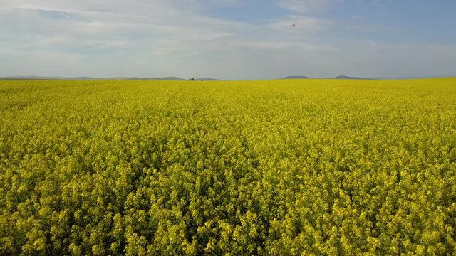Idaho Camas Prairie Yellow Green Conola 