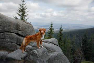 dog in the mountains on a journey. Nova Scotia duck tolling Retriever in nature on the background of beautiful scenery. dog Travel