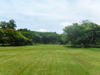 Beautiful view with beautiful green trees