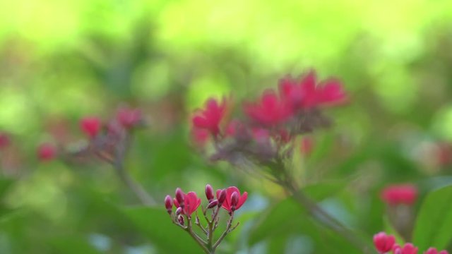 Spicy jatropha flower in the garden (Jatropha integerrima), Rack Focus