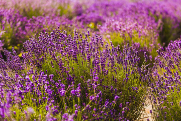 beautiful lavender herbs plantation agriculture