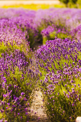 beautiful lavender herbs plantation agriculture