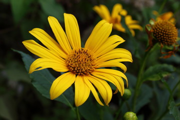 yellow flowers