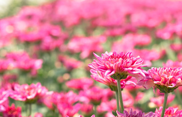 many red pink Chrysanthemum flower in field.