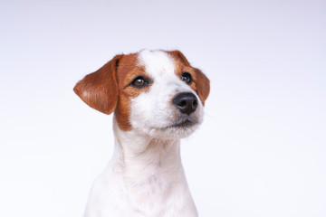 Jack Russell Terrier, a dog on a white background