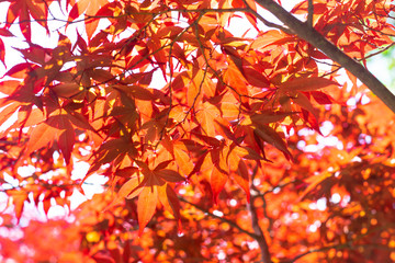 red maple leaves on tree in natural.