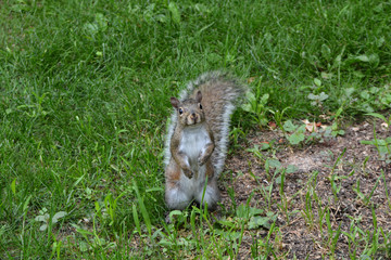 Gray Squirrel