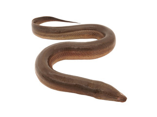 Raw eel fish isolated on white background